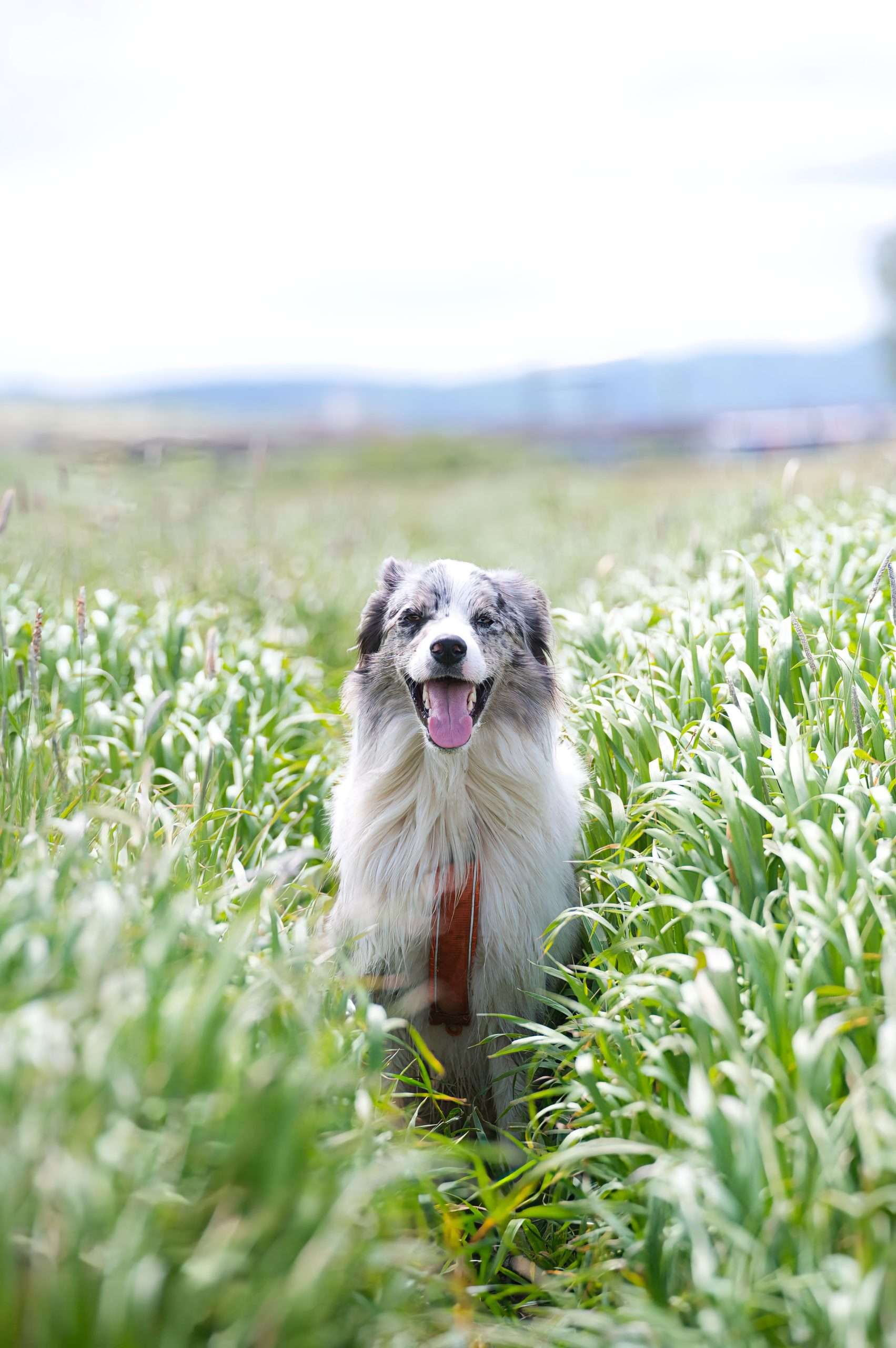 291: All Things Dog with Allie Bender