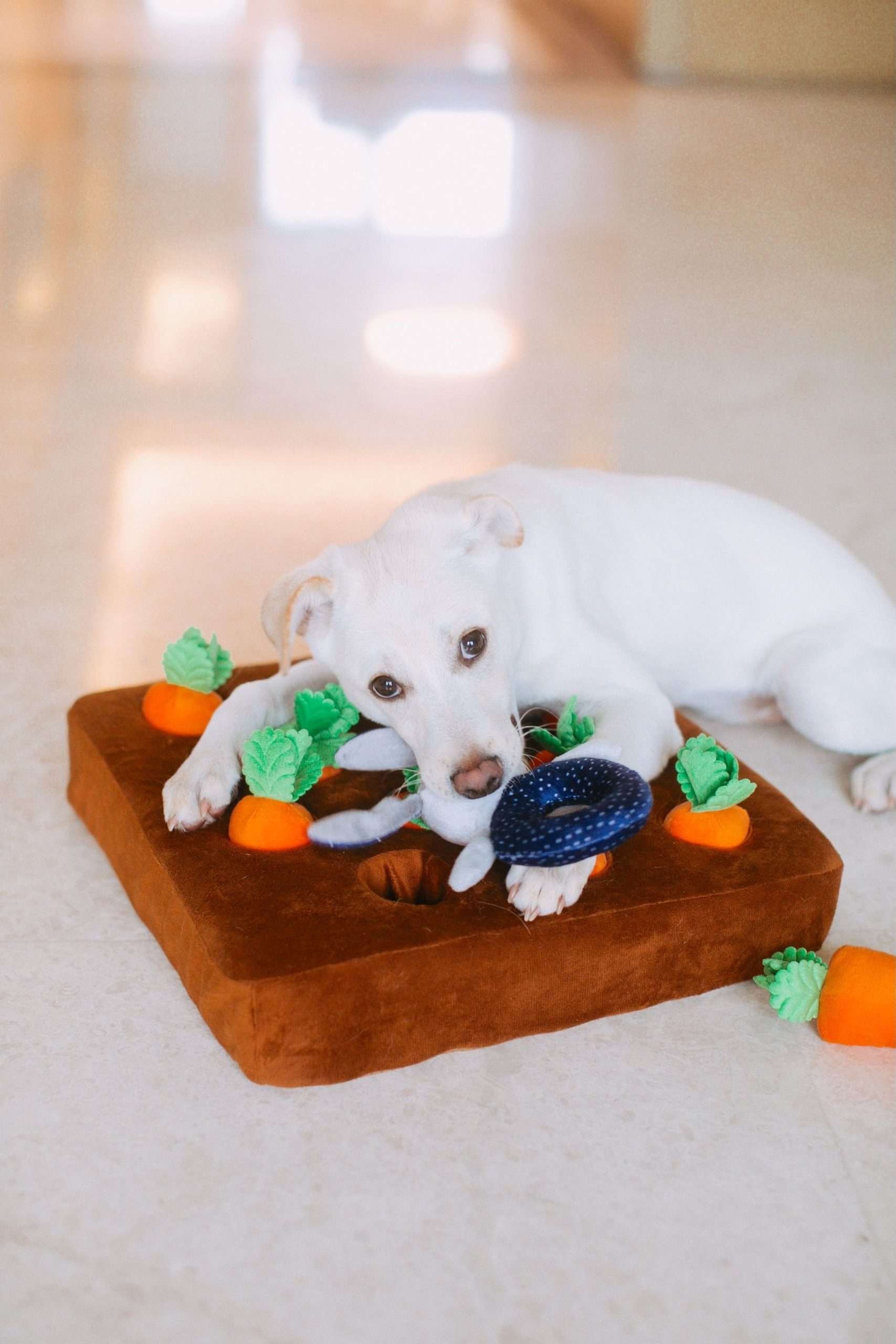 292: All Things Dog with Allie Bender, Part 2